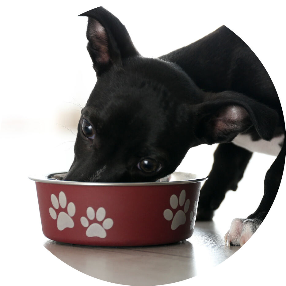 puppy eating from a bowl